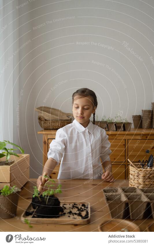 Kind bereitet Erde mit Pflanzen auf dem Tisch vor Mädchen Gärtner Boden heimwärts Tasse Tablett ernst lässig Raum im Inneren organisch Innenbereich besinnlich