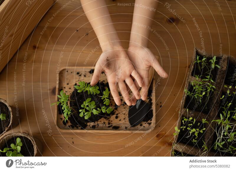 Anonyme Frau bei der Vorbereitung des Bodens für die Anpflanzung von Sprossen sprießen Gärtner Aussaat Topf Pflanze Tablett vorbereiten Tisch Wachstum