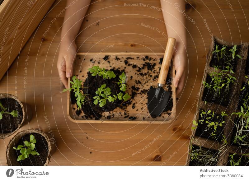Anonyme Frau zeigt Pflanzen in einer Schale sprießen Gärtner Aussaat Topf Boden Tablett vorbereiten Tisch Wachstum kultivieren natürlich Gartenbau Gewächshaus