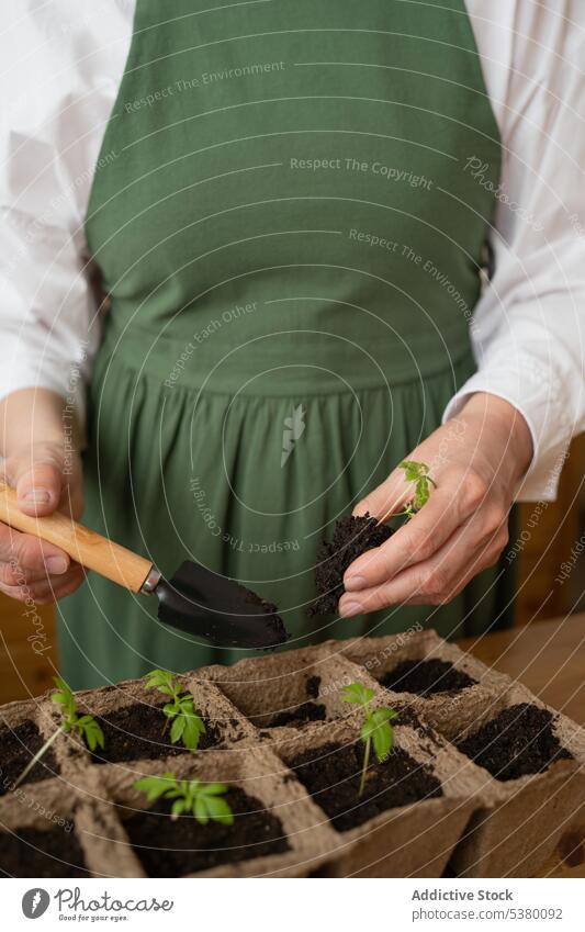 Unbekannte Frau bereitet den Boden für die Pflanzung von Setzlingen vor Gärtner Pflanze Aussaat Spaten Kasten Tisch Schürze wachsen kultivieren Hobby Topf