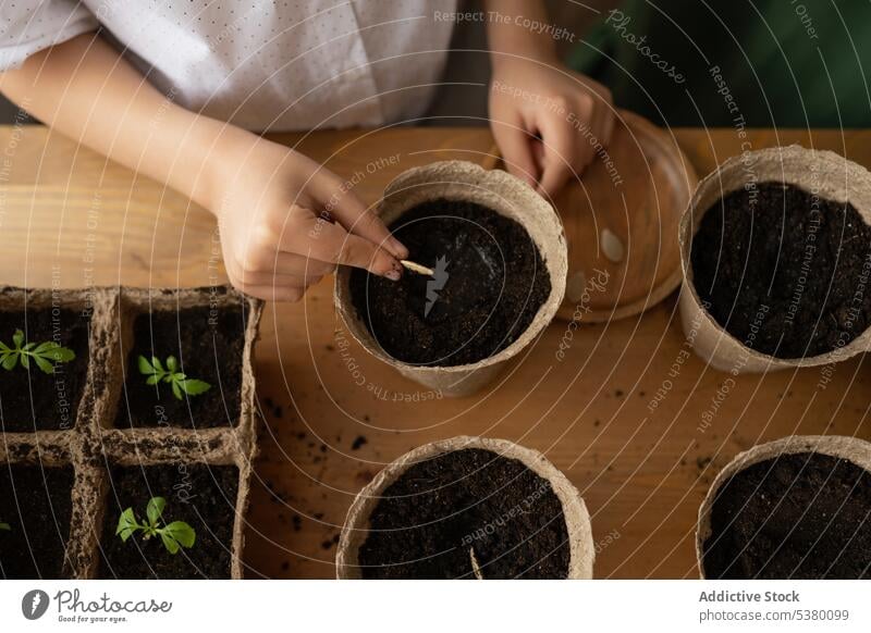 Erntekind pflanzt Setzling im Topf Gärtner Kind Mädchen Pflanze Boden sprießen kultivieren Gartenbau Aussaat Wachstum wachsen natürlich hölzern Flora Blumentopf