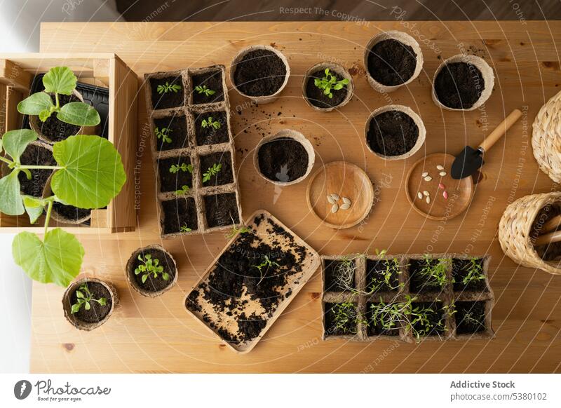 Schalen mit lehmiger Erde und verschiedenen Pflanzen auf dem Tisch Blatt eingetopft Boden grün frisch Botanik Wachstum Natur natürlich Topf Grün Ordnung