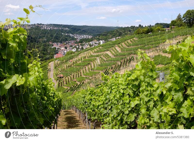 Blick durch Weinberge auf Stuttgart-Rohracker, im Hintergrund der Fernsehturm Panorama Panorama (Aussicht) Panoramablick Wald Landschaft Weinbau