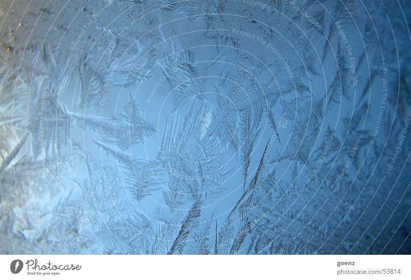 Berlin ist zugefroren Eiskristall frieren Eisblumen kalt Winter Kristallstrukturen Fensterscheibe Wasser Stern (Symbol) Frost