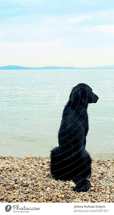 Flatcoated Retriever alleine am Strand sitzend und in die Ferne schauend. Hund, Schwarzer Hund Tier Haustier Tierportrait Tierliebe Aussenaufnahme See Natur