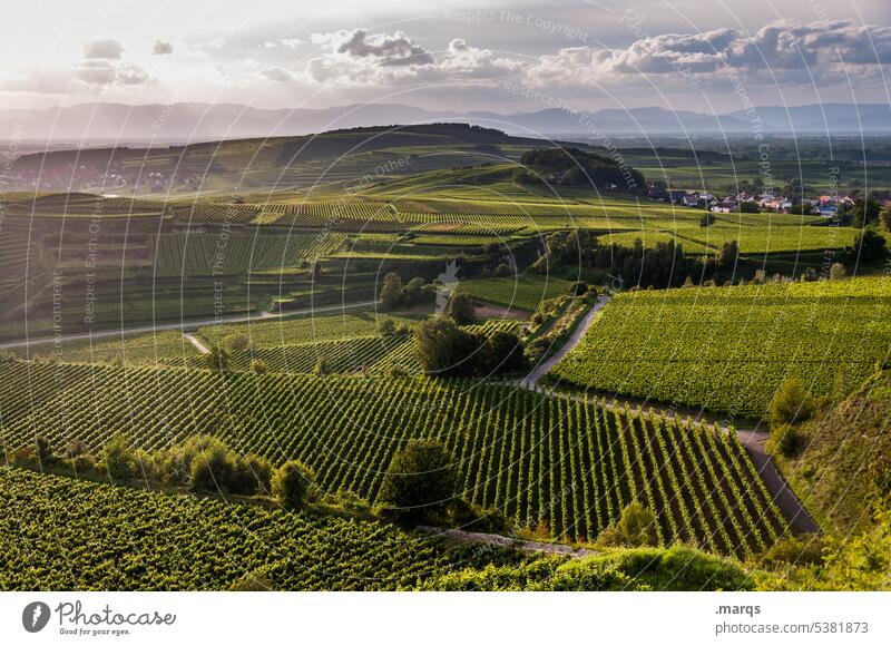 Kaiserstuhl abends Schönes Wetter Himmel Landschaft Natur Tourismus Abend Außenaufnahme Farbfoto Erholung Weinbau Hügel Feld Sommer Horizont Wolken Umwelt