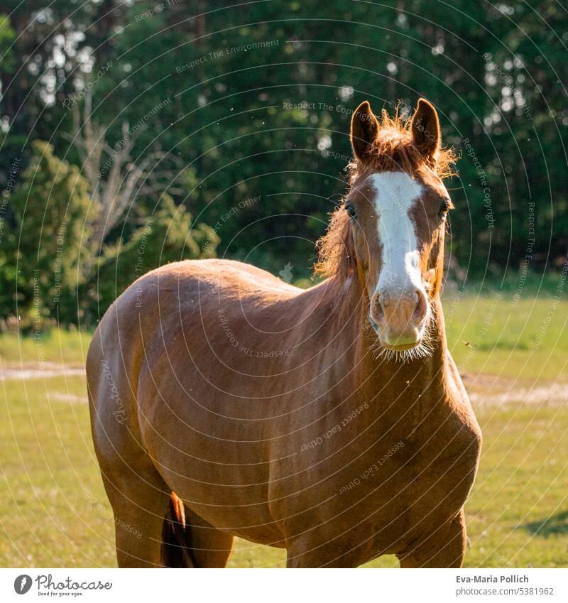 braunes Pferd mit weißer Blässe im Sonnenlicht Pferde Tier Natur Außenaufnahme Wiese Weide Farbfoto ländlich Bauernhof Landschaft Feld Gras Sommer malerisch