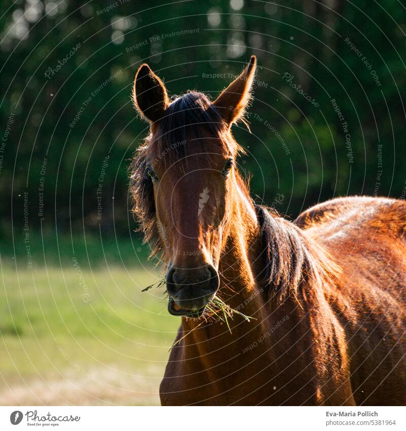 Poträt eines braunen Pferdes im Sonnenlicht Land Schönheit elegant Tiermotive Haustier Ländliche Szene malerisch Landschaft Farbfoto Außenaufnahme braunes Pferd