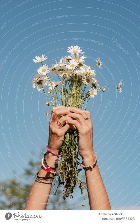 Frau mit Kamille in den Händen Gänseblümchen Blume Blumenstrauß Haufen Frühling Blütezeit Sommer Urlaub Hand Wildblume frisch wild Feld Natur grün weiß geblümt