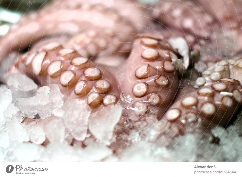 Tintenfischtentakel auf Eis Krake Kraken Oktopus Lebensmittel Meeresfrüchte Tentakel Saugnapf