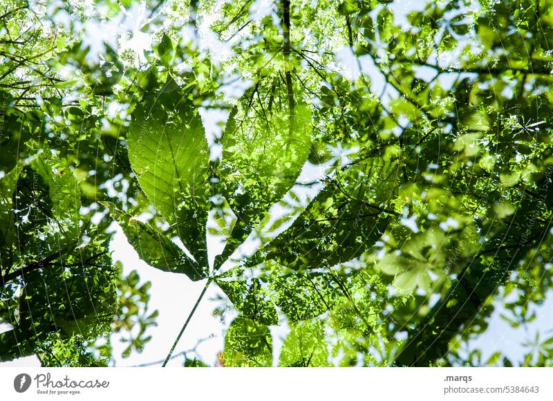 Kastanienblatt Kastanienbaum grün Baum Sommer Blatt Astwerk Blätterdach Laubbaum Geäst natürlich frisch Wachstum Park Pflanze Natur Garten positiv Fröhlichkeit