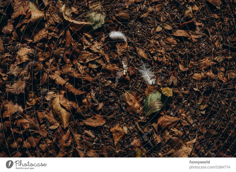 Getrocknetes Laub auf erdigem Boden mit zwei weißen Federn dazwischen Erdiger Boden Weiße Federn Natur Herbst Herbstlaub Bodenbelag Natürliche Elemente