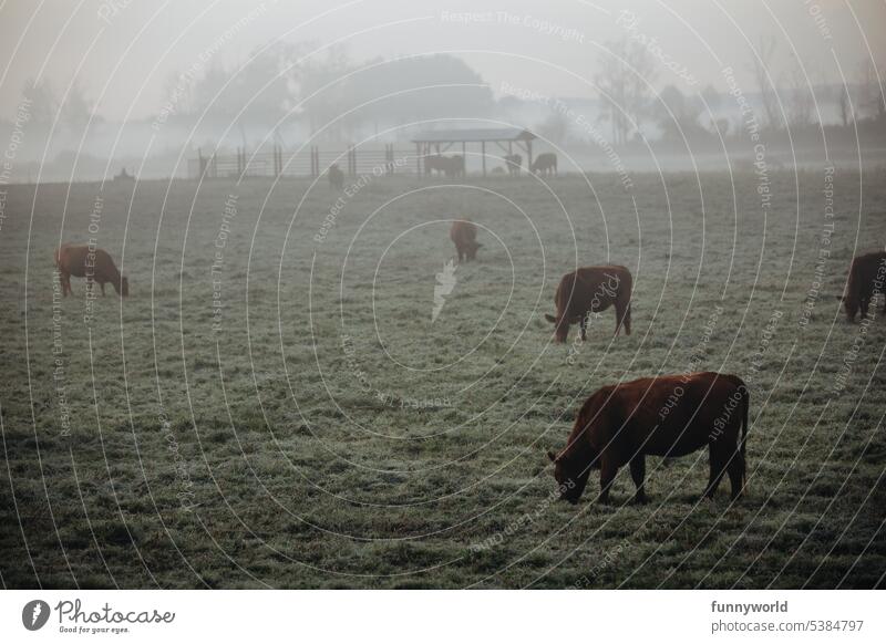 Kühe im Winter auf einer gefrorenen Wiese im Morgennebel Kuhherde Ländliche Szene Gefroren Kälte Landschaft Tierwelt Tiere Nebel Frost Natürlich Landwirtschaft