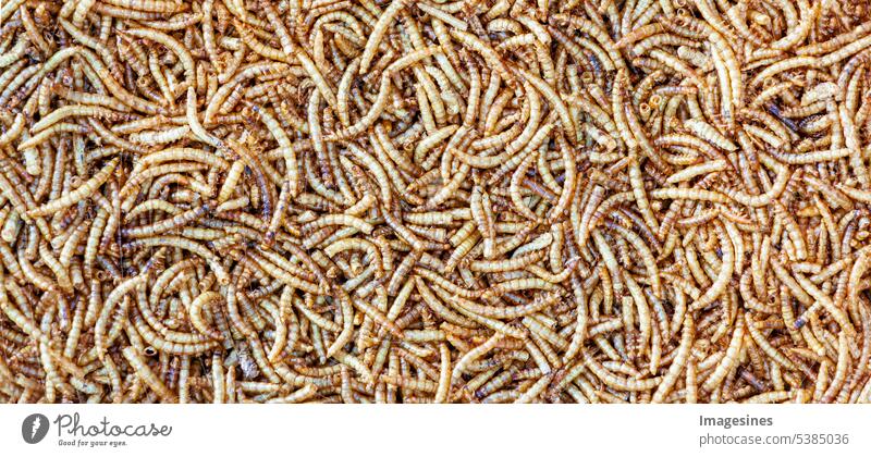 Vollbild aus getrockneten Mehlwürmern. Textur Mehlwürmer Hintergrund. Tiersnack-Konzept Würmer Vogelfutter Hintergründe Käfer Biologie braun Büffelwurm Raupe