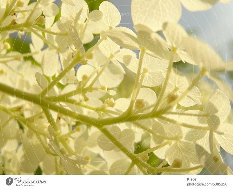 Innenleben einer Hortensienrispe Hortensienblüte weiße blüten Blühend Gartenblume filigran Nahaufnahme Natur floral dekorativ Sommerblume Sommergefühl sonnig