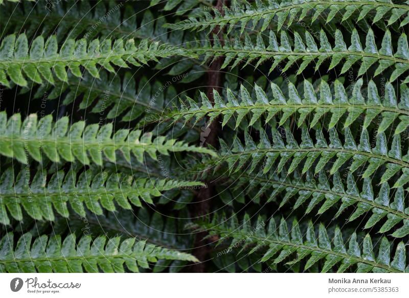 Grünes Muster aus Farn von oben gesehen Farne Farnblätter Echte Farne Wurmfarn grünes Muster Symmetrie Symmetrie in der Natur Strukturen & Formen Wachstum
