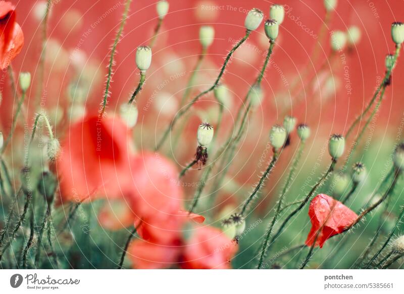 klatschmohn, mohnblumenblüten und klatschmohnkapseln vor rotem hintergrund. unschärfe. blühen und verwelken mohnblüten verblühen nahaufnahme natur stängel
