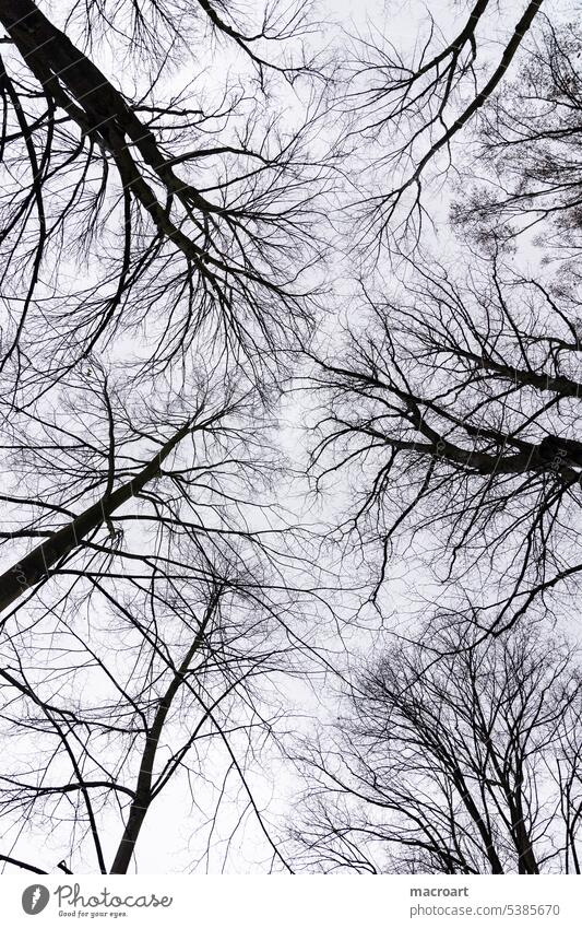 Karge Baumkronen im Winter karg baumkronen kahl blattlos frei himmel grau schwarz weiß sicht trübe düster trist tristess Außenaufnahme Bäume Menschenleer Wald