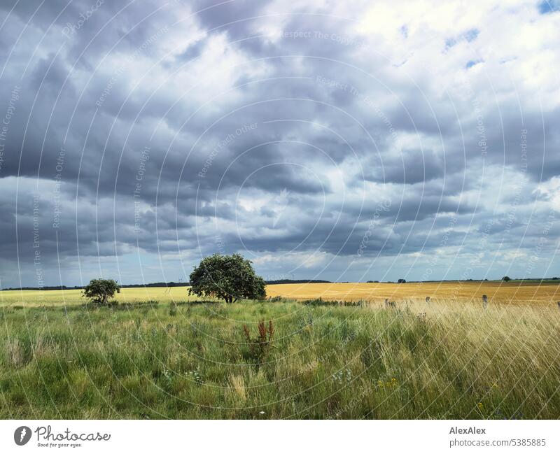 Dramatische Wolken über einer Feld-und Wiesenlandschaft mit Baum und Wald am Horizont. dramatische Wolken schwere Wolken Landschaft Landschaftsbild