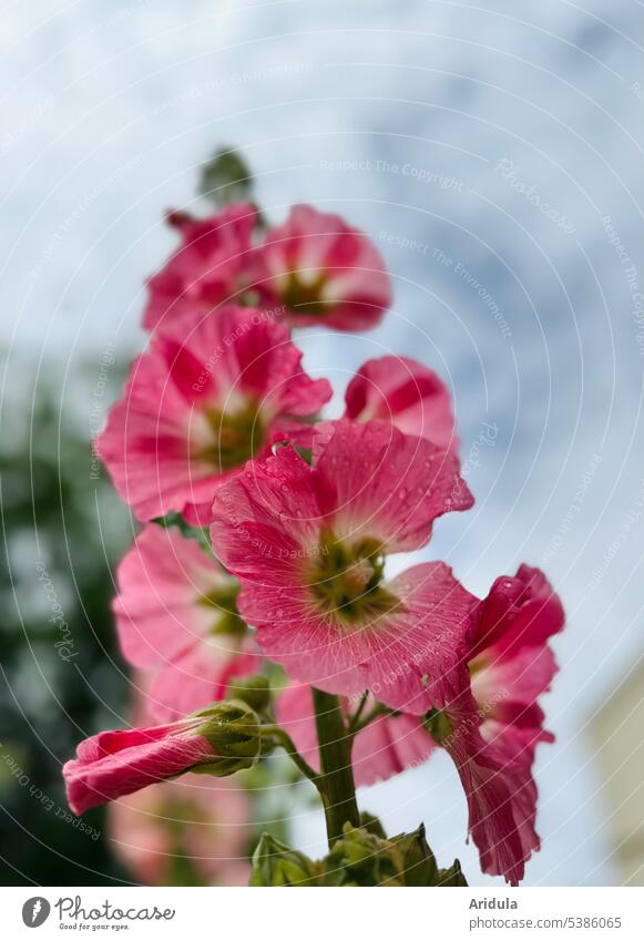 Froschperspektive | Stockrose in pink nach dem Regen Blume Sommer Unschärfe unscharf Blüte Pflanze Garten Sommerblume rosa Wassertropfen Regentropfen Wolken