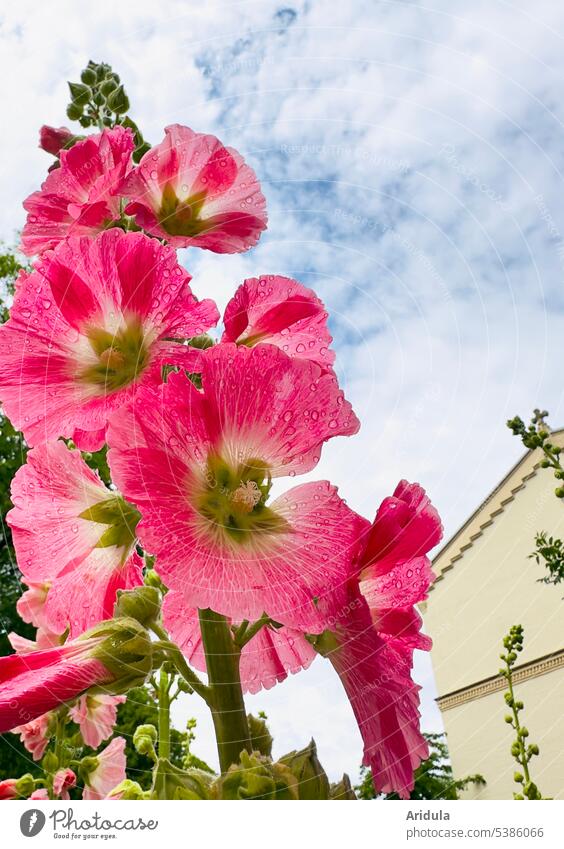 Froschperspektive | Stockrose nach dem Regen Regentropfen Himmel Wolken Haus Blume Sommer pink rosa Blüte Stadt Knospen Giebel Pflanze Garten Staude blühen