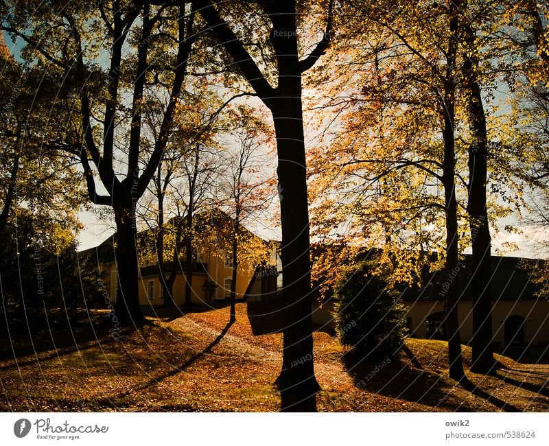 Im Park von Schmochtitz Umwelt Natur Landschaft Pflanze Sonne Herbst Klima Wetter Schönes Wetter Baum Gras Deutschland Sachsen Dorf Haus leuchten Zusammensein