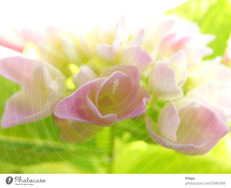 Blüten einer Bauernhortensie öffnen sich Hortensie Hortensienblüte rosa blüten Pastellfarben Nahaufnahme Detailaufnahme Sommer zartes Grün zarte Blüten