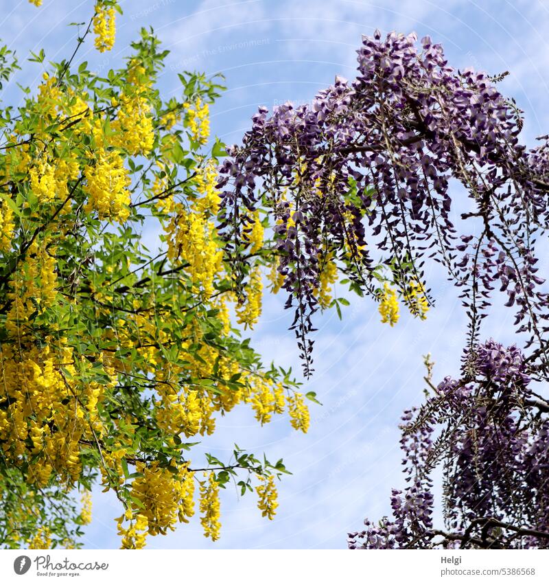 Goldregen und Blauregen vor blauem Himmel Laburnum Pflanze Baum blühen wachsen Frühling schönes Wetter Sonnenlicht Licht Schatten Natur Außenaufnahme Farbfoto