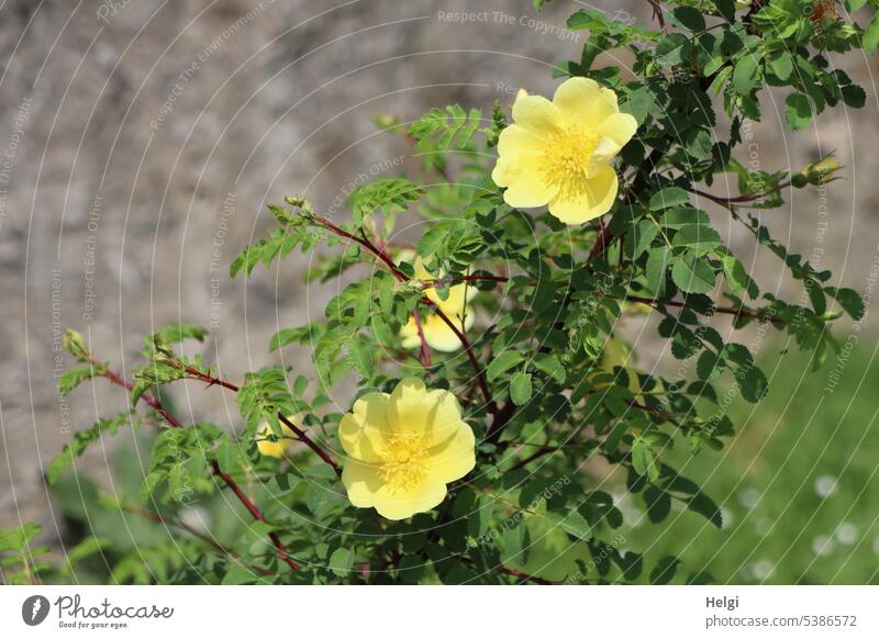 Mainfux-UT |gelbe Kletterrosen Blume Blüte Rose Pflanze Garten blühen wachsen Frühling Blütenblatt Blatt Natur Flora Tag Sommer Sonnenschein Sonnenlicht Licht