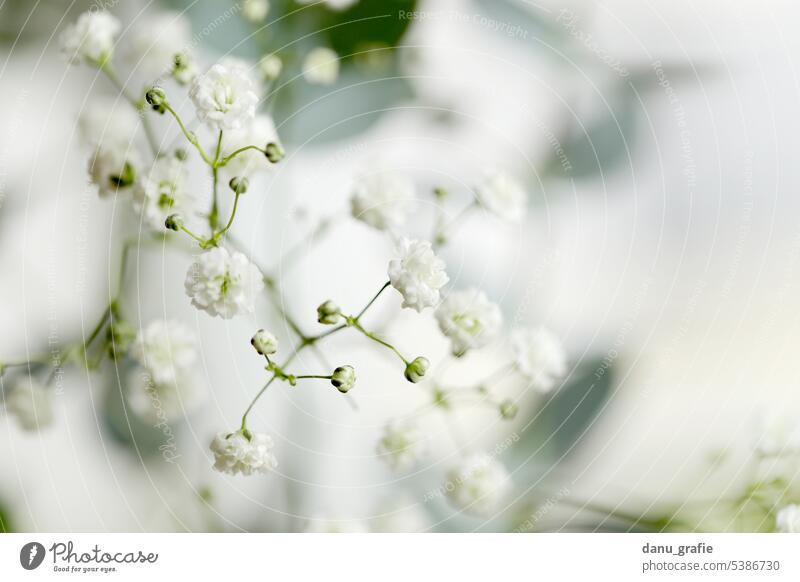 Schleierkraut / Gypsophila paniculata blühend filigrane Blüten zarte Blüten zarte Blumen Nahaufnahme Detailaufnahme Macroaufnahme zarte Töne Natur romantisch