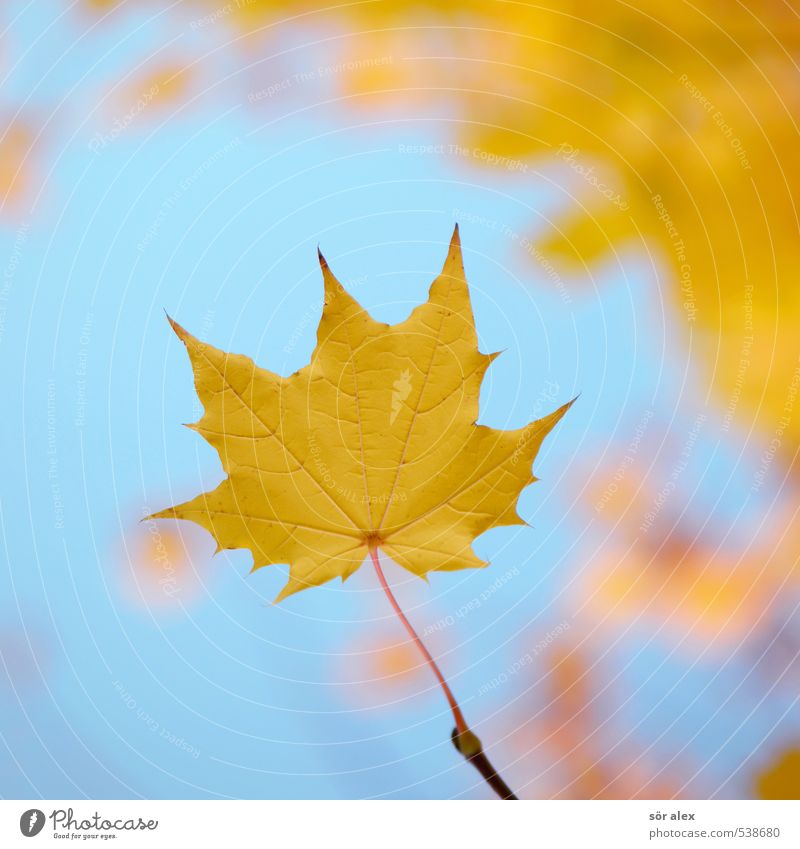 Herbstblatt Umwelt Natur Pflanze Blatt nachhaltig Wärme blau gelb Vertrauen Geborgenheit loyal Zusammensein Güte Ausdauer Leichtigkeit träumen Vergangenheit