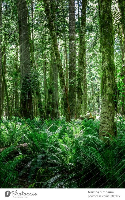 Üppig grüne Bäume und Farne im Hoh-Regenwald, Washington Wald Wälder hoh Halle der Moose nass hoh regenwald unesco Biosphärenreservat Wurmfarn