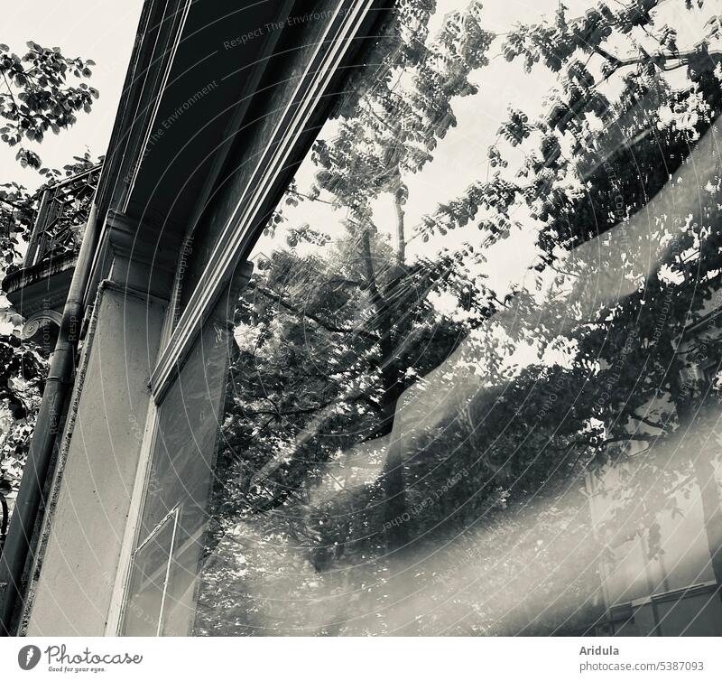 Froschperspektive | Bäume spiegeln sich in einer Schaufensterscheibe s/w Spiegelung Haus Altbau Reflexion & Spiegelung Fenster Stadt Glas Glasscheibe Fassade