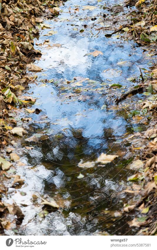 Braune Blätter säumen die Ränder eines Baches Herbst herbstlich Bachufer braune Blätter Wasser Bachbett Spiegelung im Wasser Spiegelung und Reflexion