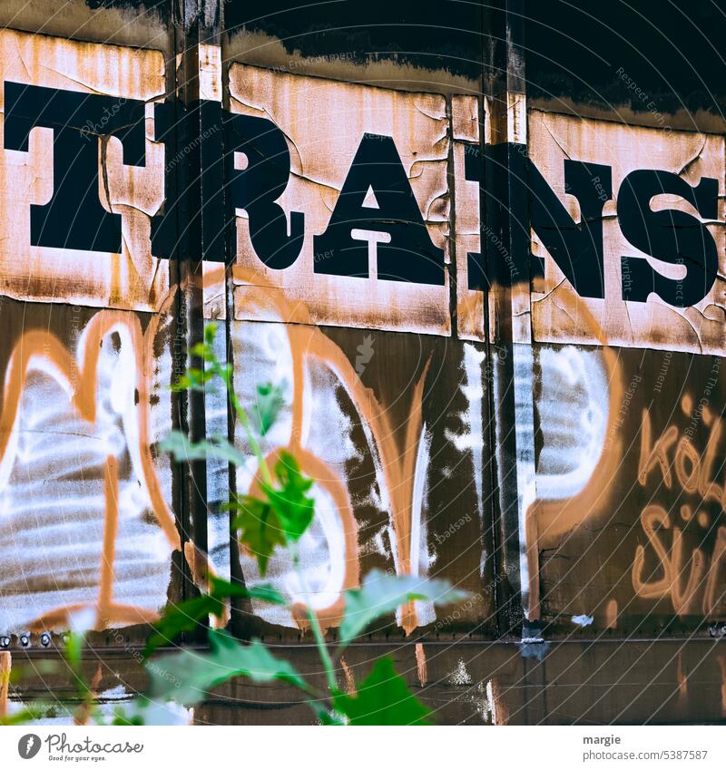 Ein Graffiti mit dem Wort „TRANS“ Schmiererei Buchstaben Pflanze wagon Zeichen Schriftzeichen Wand Text Menschenleer Fassade Straßenkunst Außenaufnahme