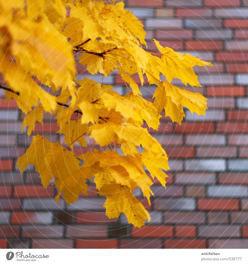 Pflanze | in Herbstfarben Natur Schönes Wetter Wind Baum Blatt Kastanie Stadt Haus Mauer Wand Backstein ziegelrot Mauerstein Ziegelbauweise Blühend natürlich