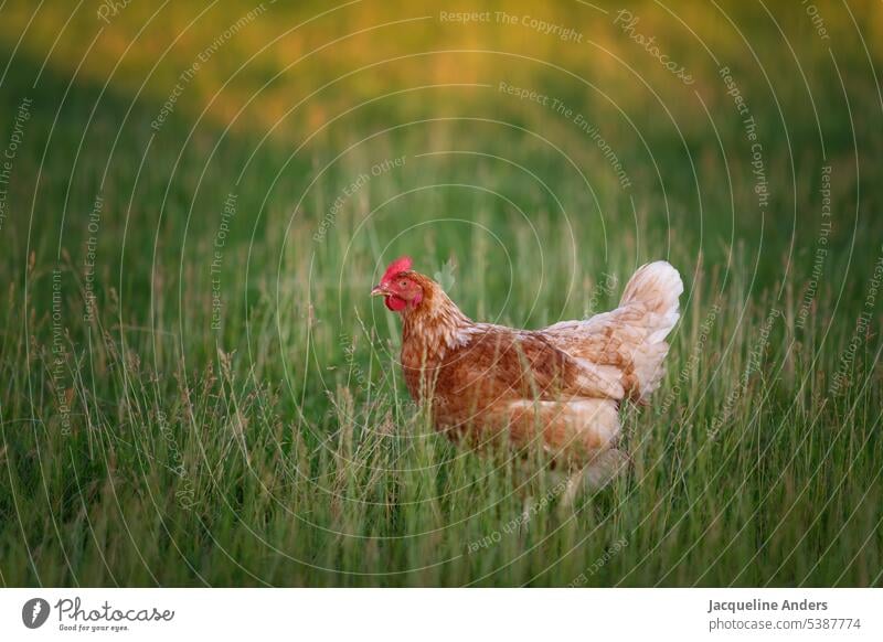 glückliches freilaufendes Huhn auf der Wiese Henne Freilaufendes Huhn Geflügel Freilandhaltung ökologisch Federvieh Haushuhn Tierhaltung