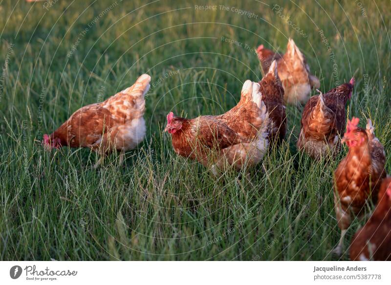 glückliche Freilandhühner auf der Wiese Freilauf Hähnchen Pute Bauernhof Ackerbau Tier Federvieh Hahn Vogel Gras braun rot Schnabel Landwirtschaft Geflügel