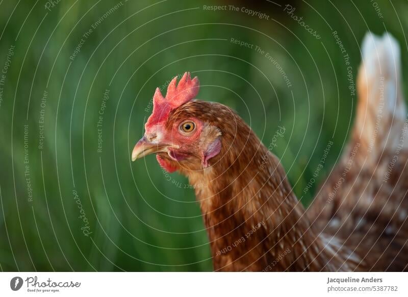 glückliches freilaufendes Huhn auf der Wiese Nahaufnahme Henne Portrait Tierportrait ökologisch Freilandhaltung Nutztier Federvieh Geflügel Haushuhn Tierhaltung