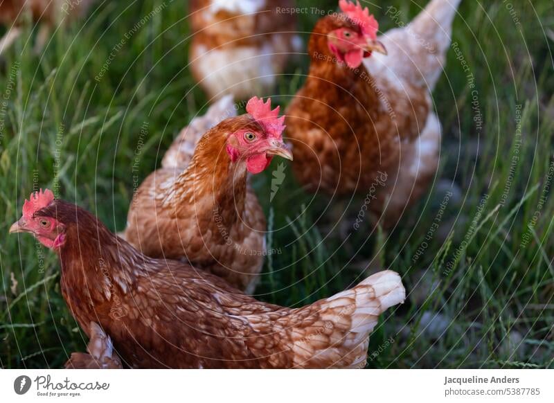 glückliche freilaufende Hühner auf der Wiese Huhn Freilandhaltung ökologisch Federvieh Haushuhn Tierhaltung Bauernhof biologische Landwirtschaft Tierportraits