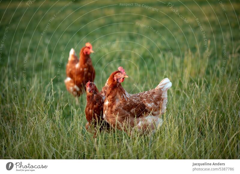 glückliches freilaufendes Huhn auf der Wiese Hühner Henne Freilandhaltung ökologisch Federvieh Haushuhn Tierhaltung Bauernhof biologische Landwirtschaft