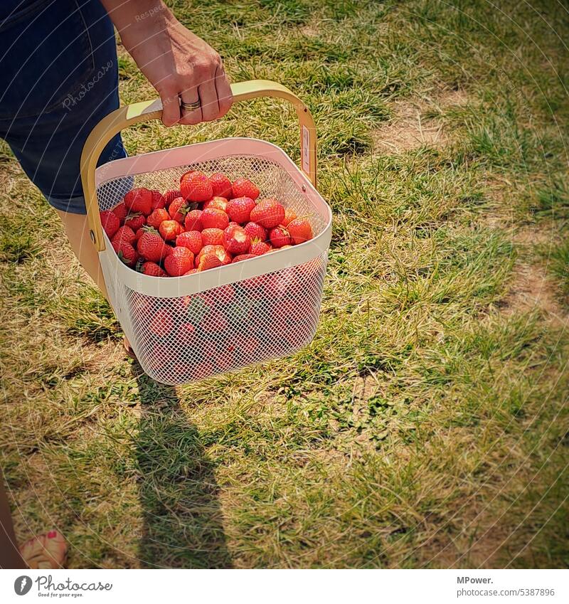 Erdbeeren sammeln Frucht rot süß Lebensmittel lecker frisch saftig Gesundheit Sommer Vitamin Beeren reif geschmackvoll natürlich Dessert Nahaufnahme Diät