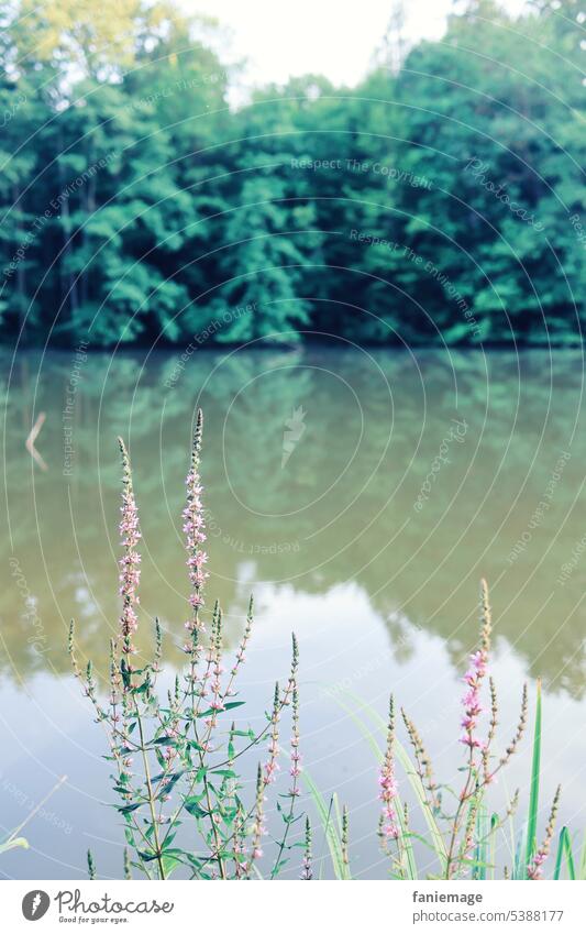 am Netzbachweiher abends Vegetation sehen Teich Bäume Fahne Gras Gräser tannen Spiegelung Reflexion Wasser freizeit Entspannung Sommerabend sich[Akk] beugen
