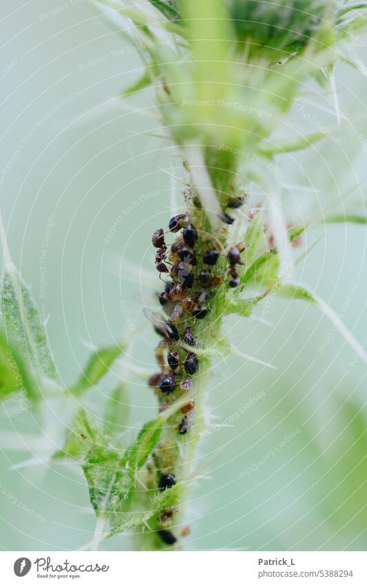 Eine Ameise auf einer Pflanze umgeben von vielen anderen Insekten High Key Hochformat grün schwarz Stacheln Natur Nahaufnahme Makroaufnahme