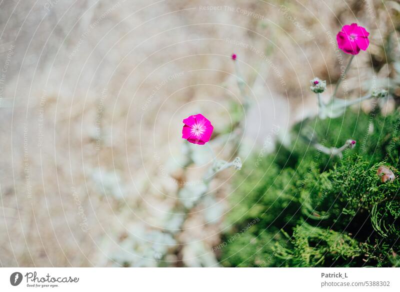 Das Bild zeigt eine Blüte im Fokus vor einem hellen unscharfen Hintergrund Tiefenunschärfe Menschenleer Querformat lila Farbe grün Bokeh Blume Natur natürlich