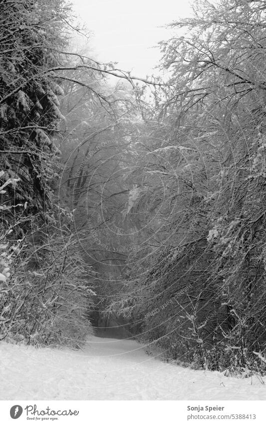 Wald an einem nebligen Tag im Winter. Schnee liegt am Boden und auf den Bäumen. Einsame und stille Landschaft.Schwarz-Weiß Photo. Baum Nebel kalt einsam Frost