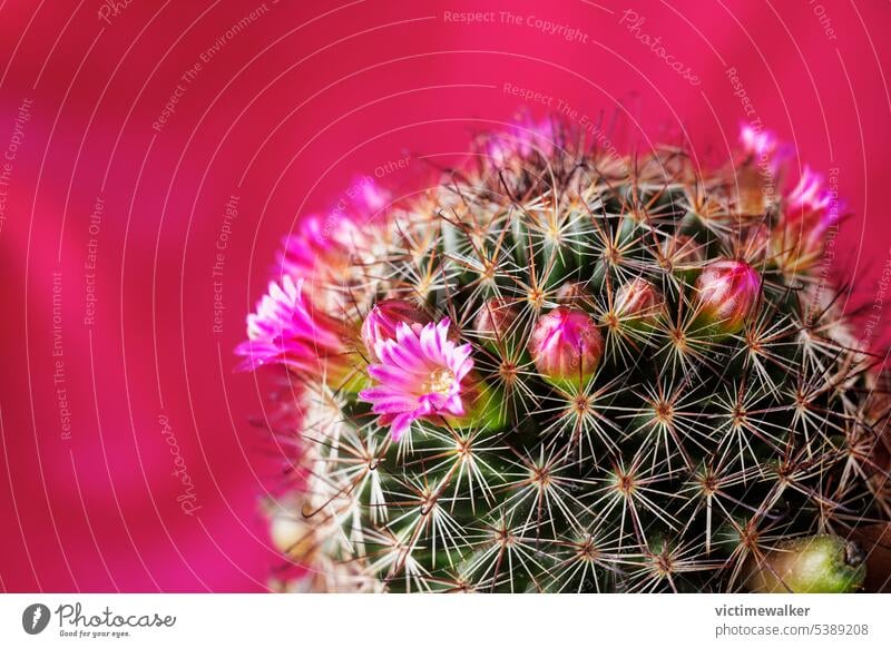 Rosa Kaktusblüten Blume rosa farbiger Hintergrund Natur Studioaufnahme grün Sukkulente Pflanze Flora Stachel Textfreiraum Nahaufnahme Blütezeit geblümt
