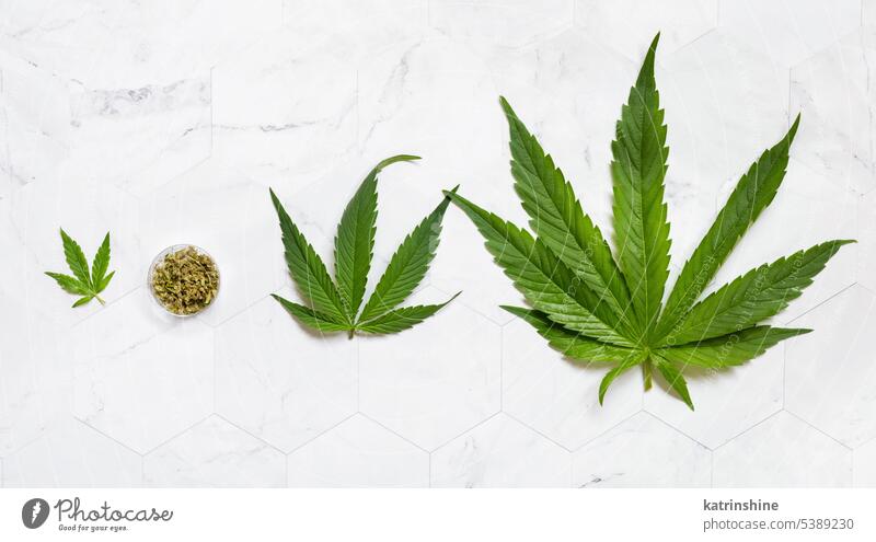 Trockener Teeaufguss in der Nähe von grünen Cannabisblättern, Draufsicht auf Marmor. Alternative Medizin Aufguss Blätter cbd Hanf schlafen Gesundheit