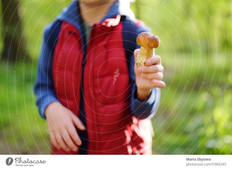 Ein Kind im Vorschulalter sammelt bei einem Waldspaziergang mit seinen Eltern einen essbaren Pilz. pflücken Familie Abenteuer hell Aktivität Kommissionierung