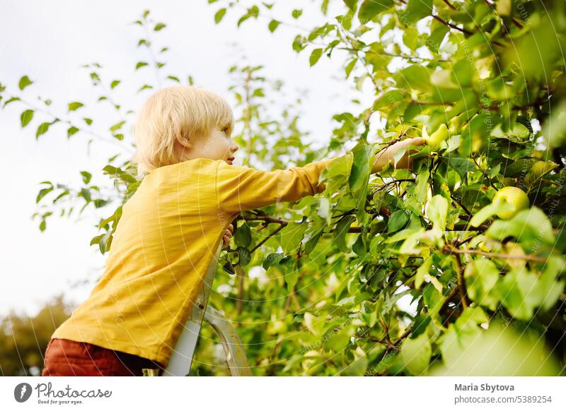 Junge im Vorschulalter pflückt Äpfel im Obstgarten. Kind steht auf einer Leiter in der Nähe eines Baumes und greift nach einem Apfel. Ernte im heimischen Garten oder Familienbetrieb. Gesunde, selbst angebaute Lebensmittel für Kinder. Lokales Unternehmen
